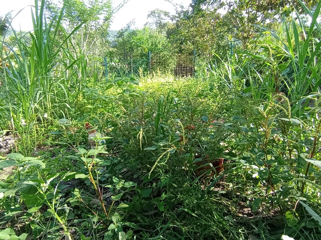 A freshly rested pasture for chickens to free range. A freshly rested pasture for chickens to free range.