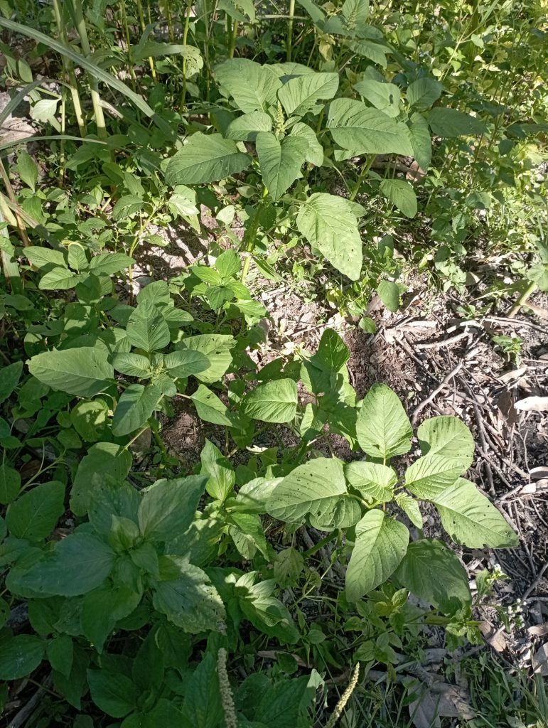 Amaranth growing in the fields to absorb excessive nitrates. Amaranth growing in the fields to absorb excessive nitrates.