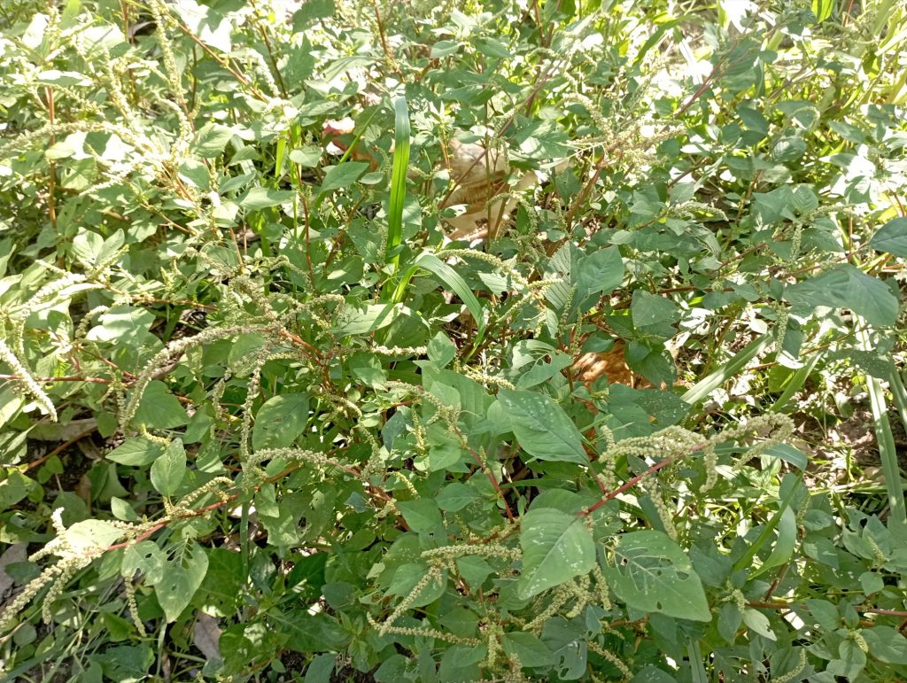 The thick vegetation in the pasture has almost completely shielded the chickens from sight. The thick vegetation in the pasture has almost completely shielded the chickens from sight.