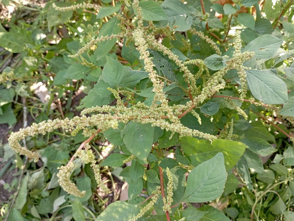 Amaranth seeds at the pasture. Amaranth seeds at the pasture.