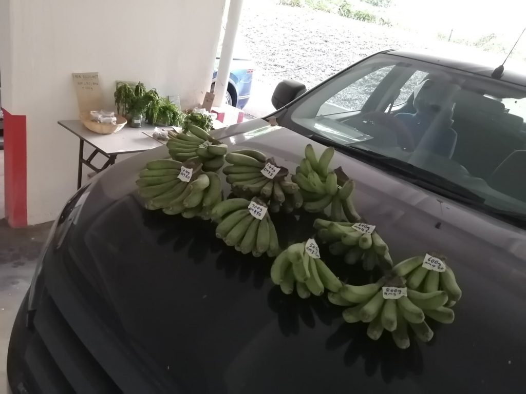 I left earlier to take a shower and catch up on some work, coming back 30 minutes later to weigh and price the berangan bananas (worth RM 50++ as shown) which I just left on the car. I left earlier to take a shower and catch up on some work, coming back 30 minutes later to weigh and price the berangan bananas (worth RM 50++ as shown) which I just left on the car.
