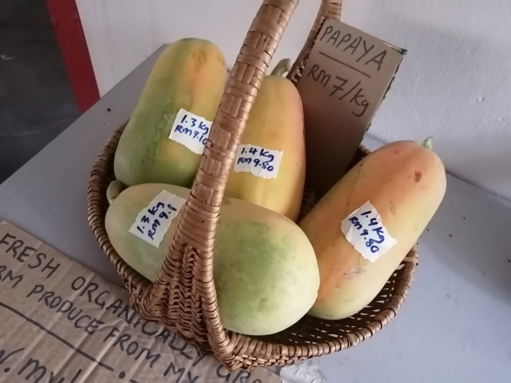 Some papayas I put up right before I left for the farm a couple of days back. Premium organically grown grade A almost flawless looking, wrapped and left to ripe well on the tree. These are about 50% ripe. Normally I pluck at 70-80% ripeness but due to my travelling schedule, I got to compromise on timing. Some papayas I put up right before I left for the farm a couple of days back. Premium organically grown grade A almost flawless looking, wrapped and left to ripe well on the tree. These are about 50% ripe. Normally I pluck at 70-80% ripeness but due to my travelling schedule, I got to compromise on timing.
