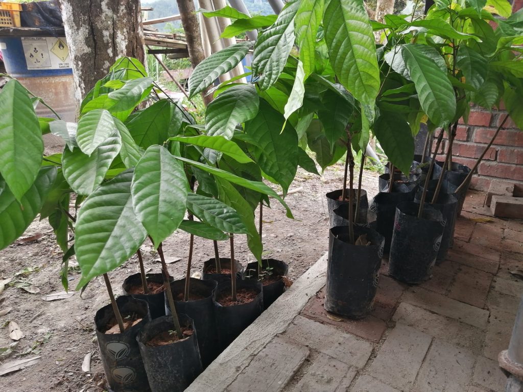 Twenty units of 4 types of hybrid cacao clones bought from Lembaga Koko Malaysia in Nilai at RM 15 each.