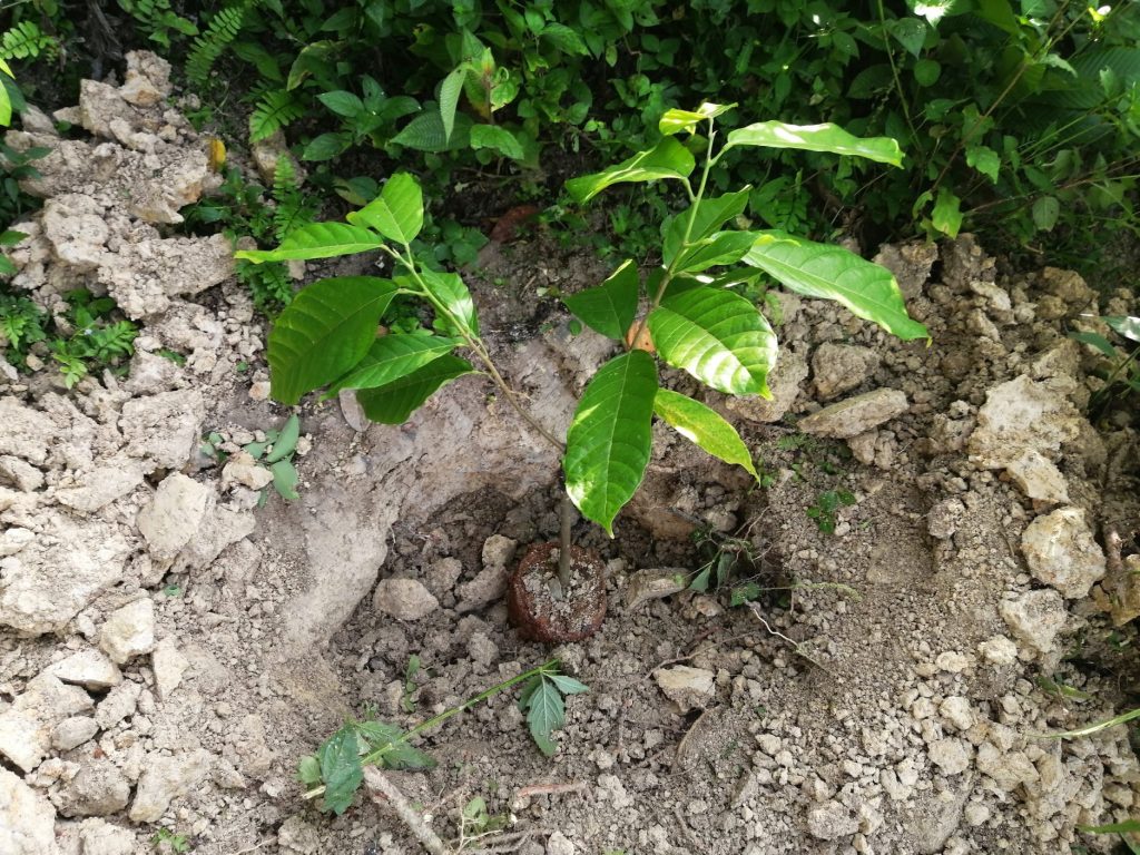 Newly planted cacao sapling.