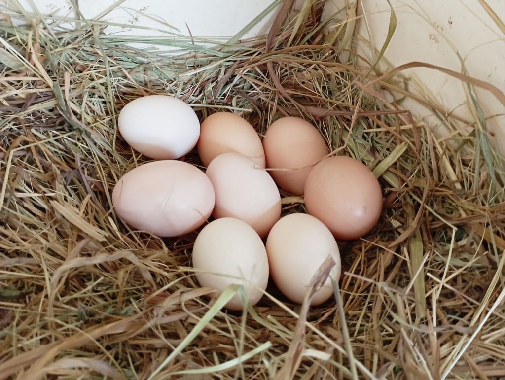 A freshly laid clutch of chicken eggs. Can you spot the one fake egg?