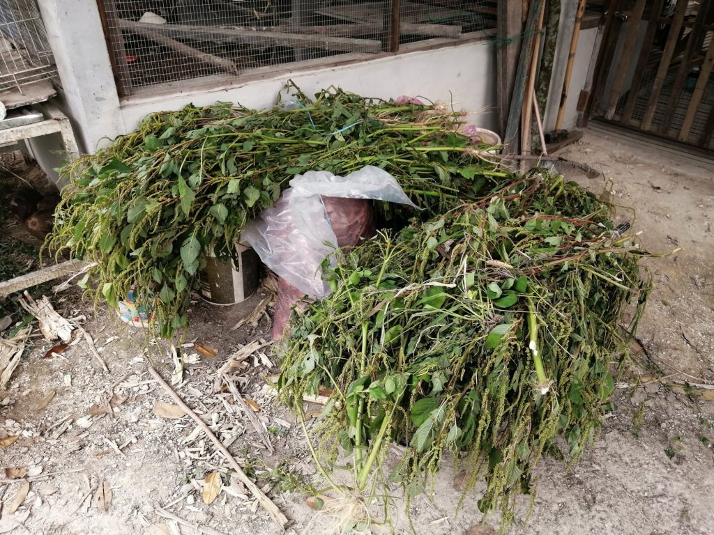 Amaranth to be seeded to the pasture fields for chickens