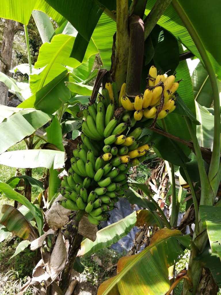 Pisang berangan ripening on tree.