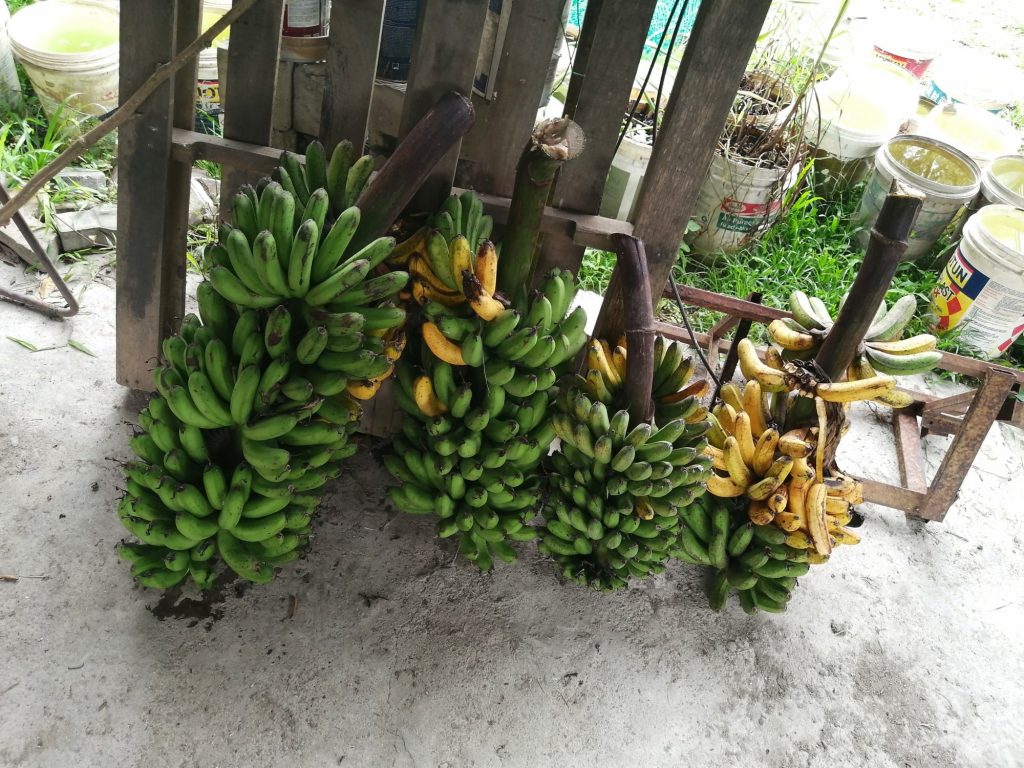 Harvested pisang berangan