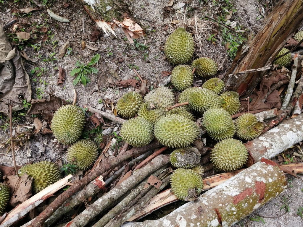 Some are easily north of 2.0 kg, and that's not even fully ripe yet.