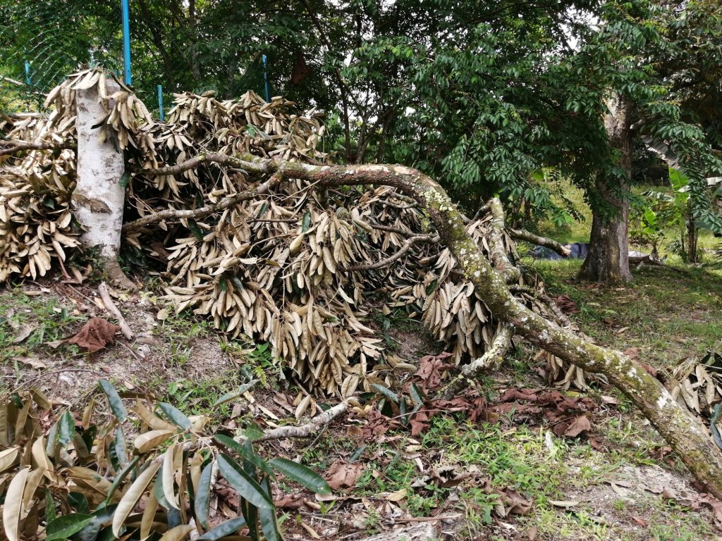 Broken durian branches