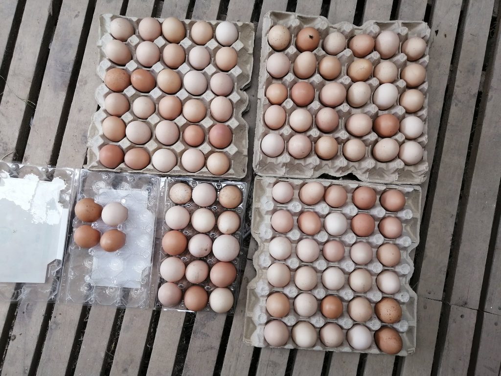109 eggs in 7 days from last collection, averaging 15 eggs a day; the most number of chicken eggs in a 6 month period since they started laying in April this year. Super premium eggs (pasture raised, free range, BSFL/azolla-fed) from chickens not fed with corn, soy and commercial feed. There's still much to be done and optimised measures are still not in place to maximise the chickens' performance due to lack of labour.