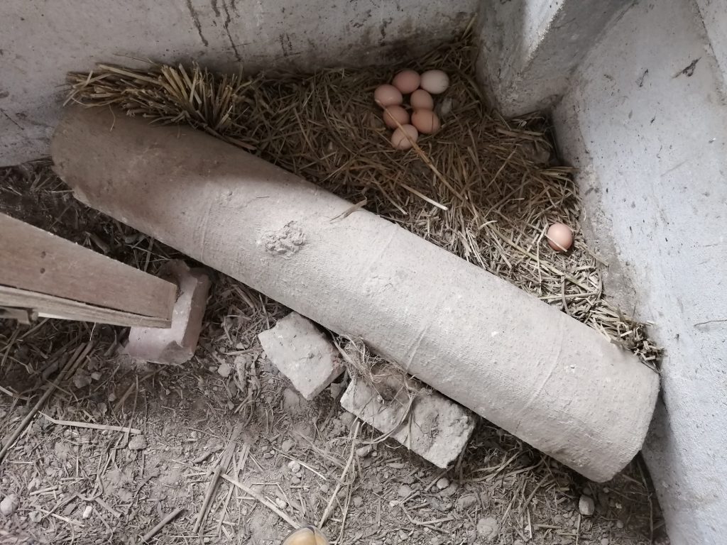 Some of the chicken eggs laid in the coop. Some are laid outside at temporary shelters. Some of the chicken eggs laid in the coop. Some are laid outside at temporary shelters.