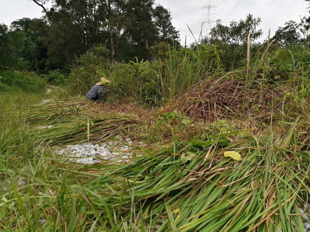 Collecting grasses for the deep litter system