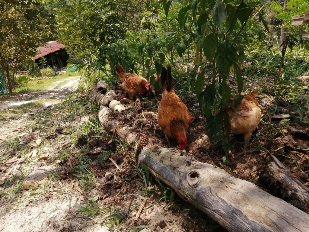 The coloured broilers are free ranging on pasture daily. The coloured broilers are free ranging on pasture daily.