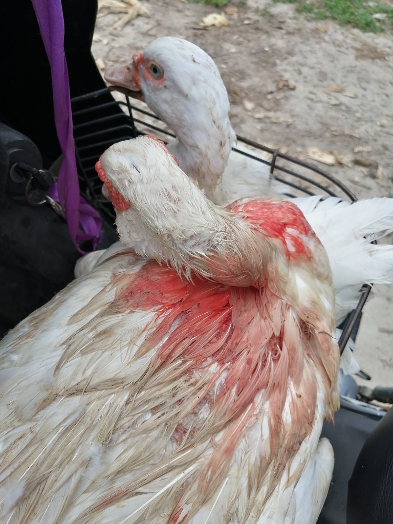 Injured ducks from dog bite