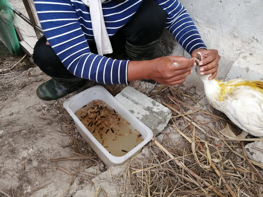 Instant remedy for lacerations: just apply turmeric powder. Have to force feed them with food and water as they do not eat when unwell.