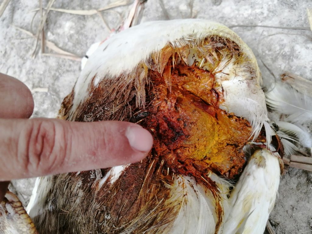 Inspecting a deep puncture wound undiscovered earlier. Note the superficial turmeric rub applied earlier.