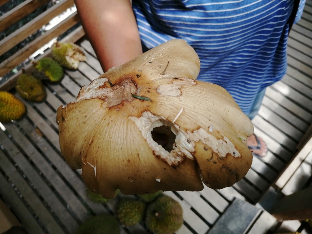 Moon Mushroom bigger than one's palm many folds!