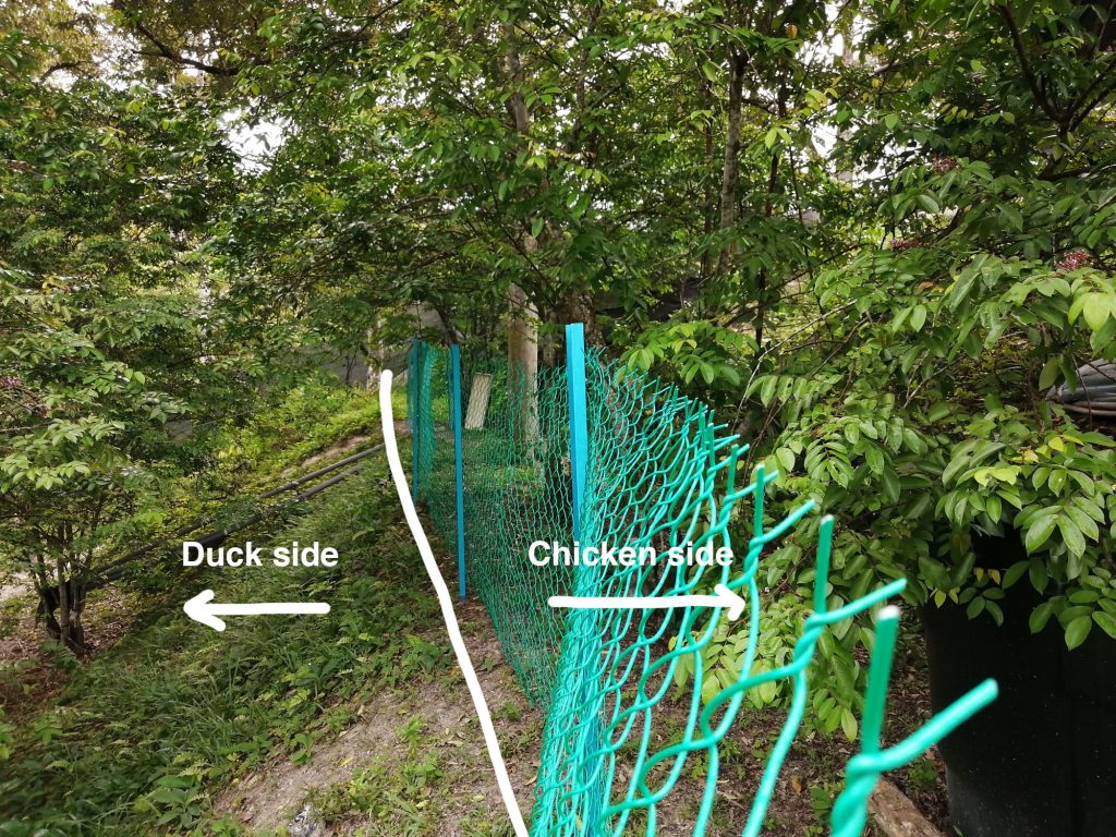 Fence are put up about 1-2 feet away from the slope edge to facilitate movement and maintenance if need be.