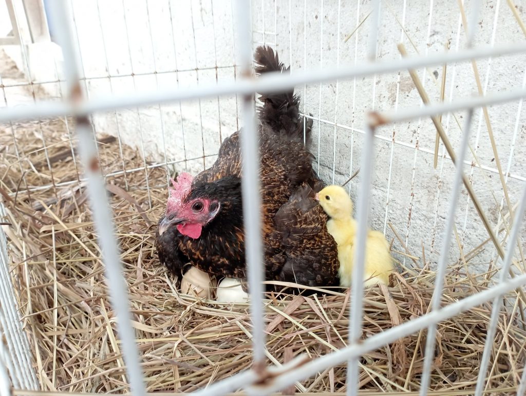Surrogate chicken taking care of newly hatched ducklings.