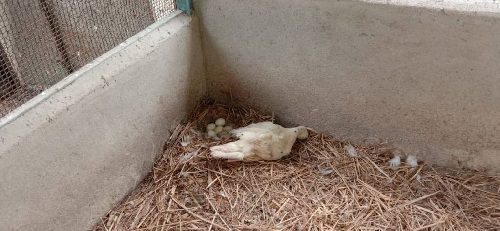 Dying while incubating a clutch of duck eggs is super bad news.