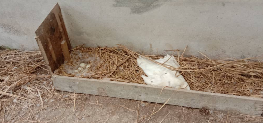 Host duck possibly succumbed to snake bite while incubating a clutch of duck eggs.