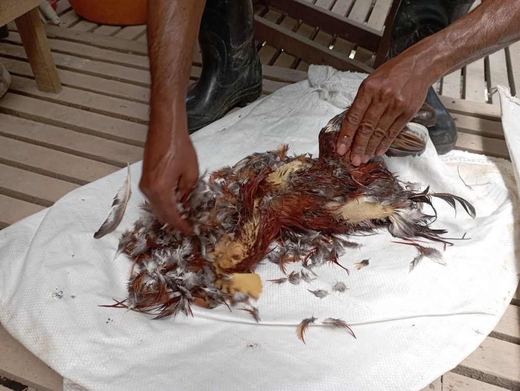 Plucking chicken feathers can be messy without tweezers and if the hot water isn't hot enough for scalding.