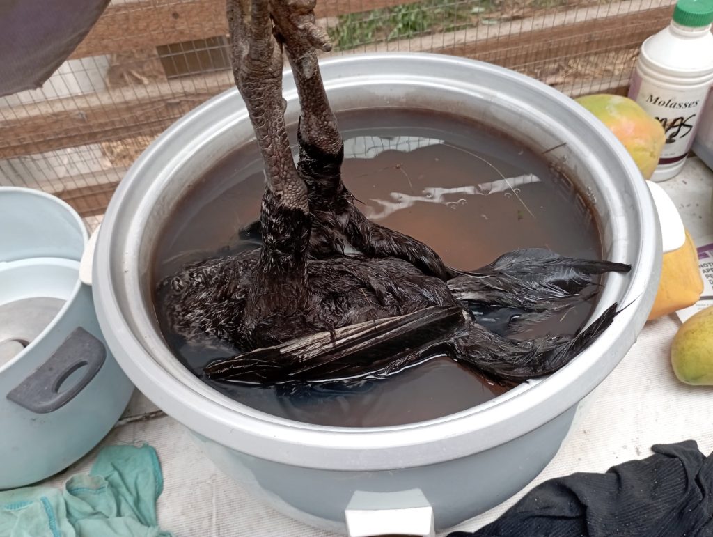 Scalding a slaughtered bird.