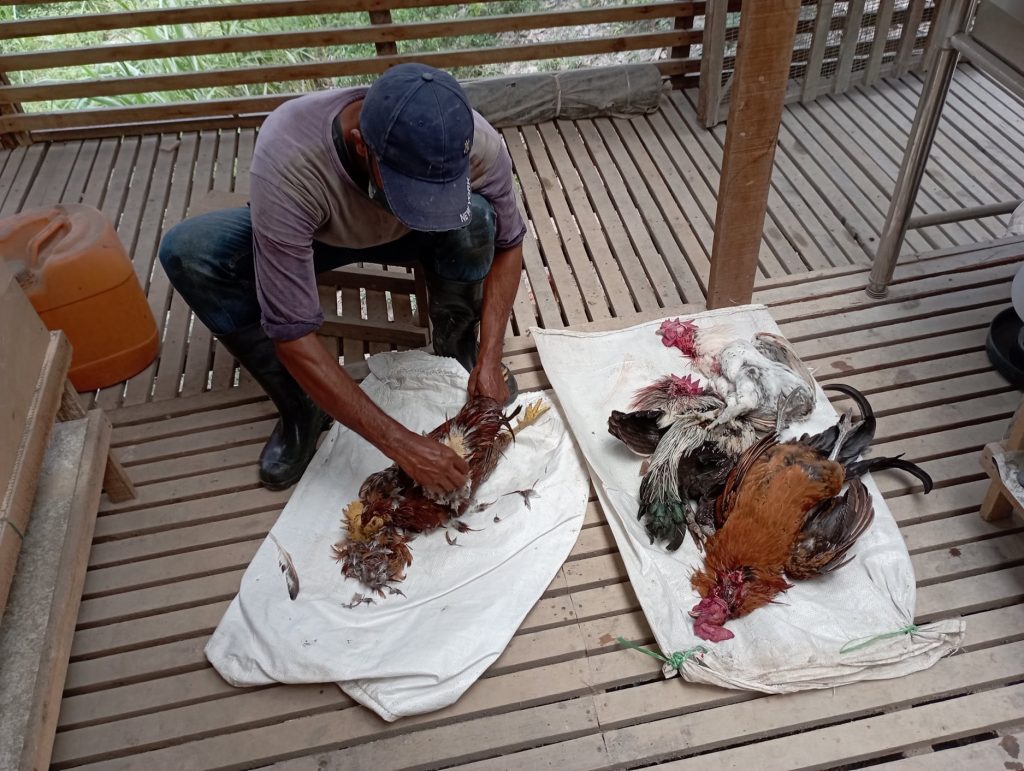 1 hour of Youtubing and voila, attempting to process my chickens.