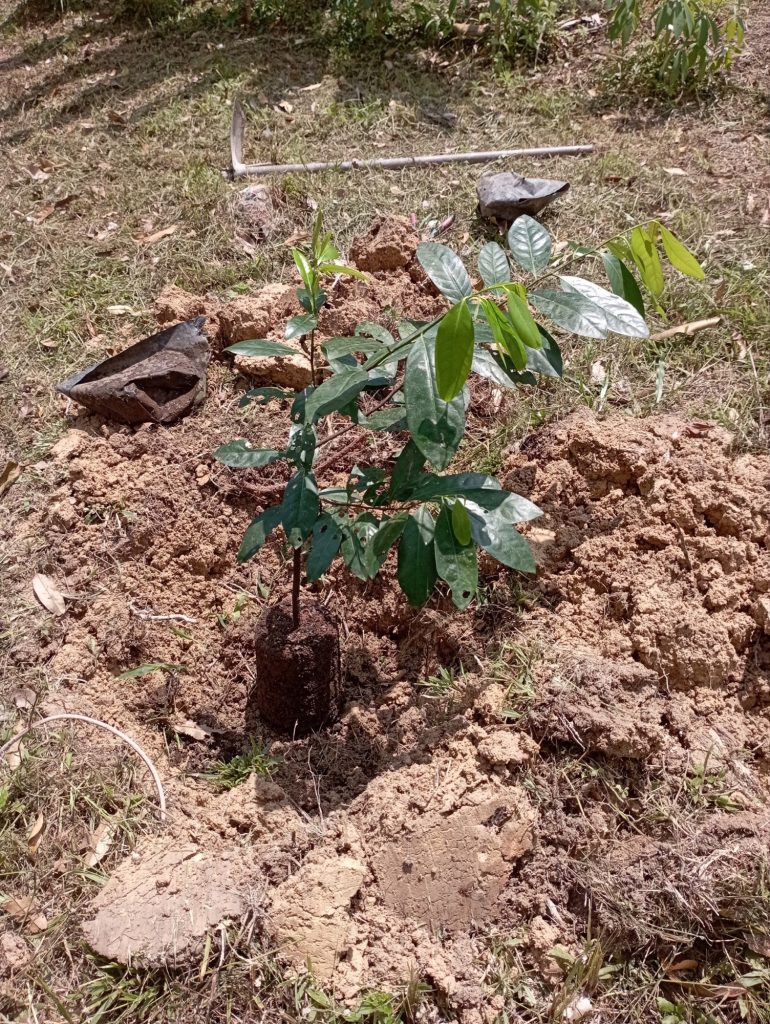Placing the Black Sapote in an area with full sun exposure.