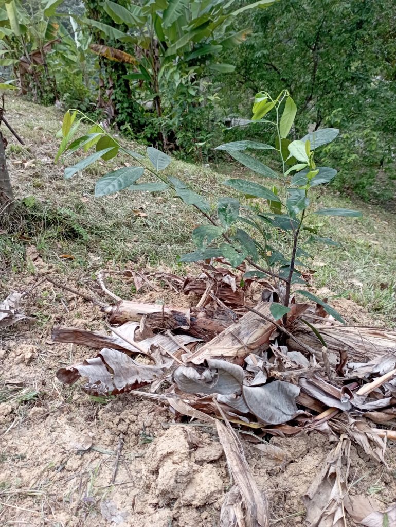 Once planted, mulching the area around the Black Sapote with banana leaves.