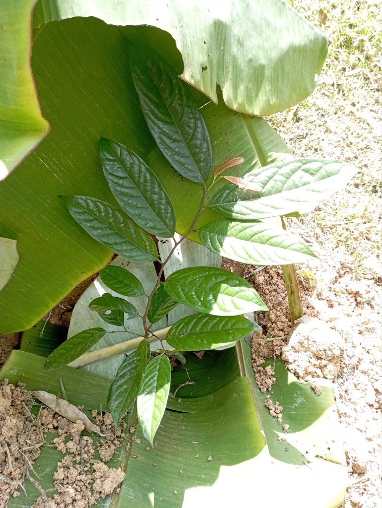 Temporarily shading the Keppel Apple young sapling from the sun.