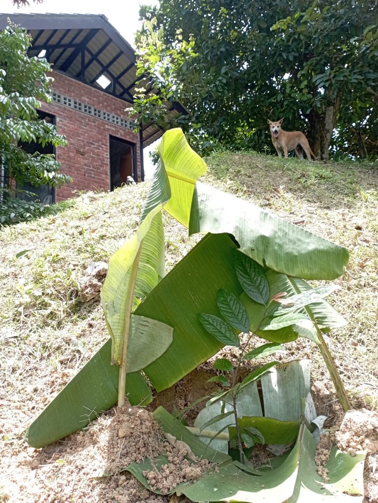 Keppel Apple young sapling.