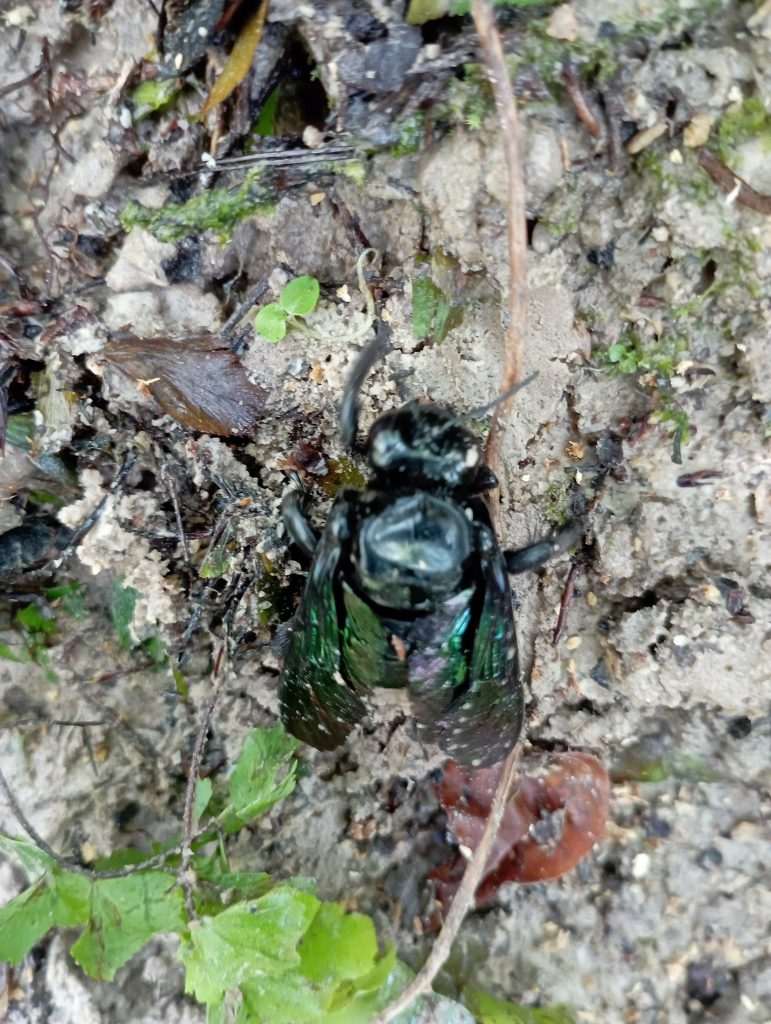 Some kind of borer insect attacking the kelulut logs.