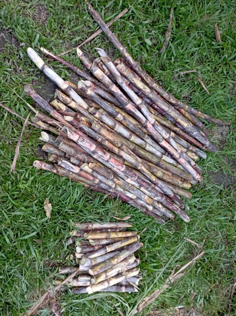Freshly harvested red sugarcane for sale.
