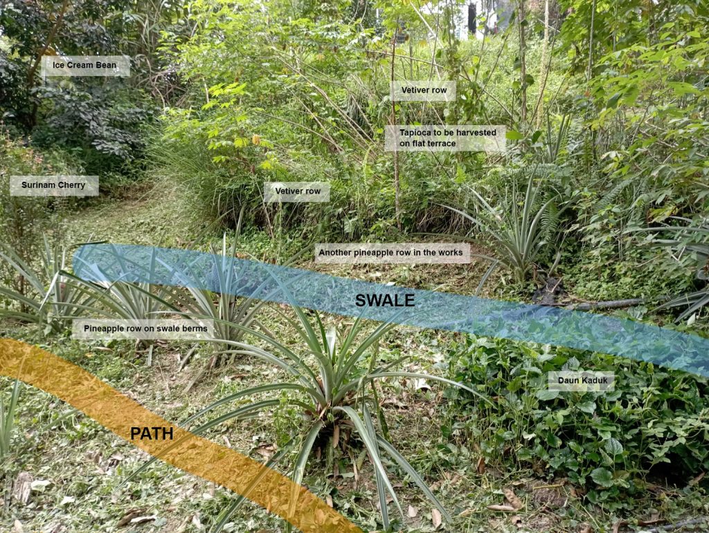 With limited space, I tend to cram everything into place. Here's having two narrow swale-like ditch and path near each other. Doesn't make sense to be putting pineapples near path with the intruding leaves. I just chop it off when I pass them. Everything is done pretty much on contour to maximise flow.