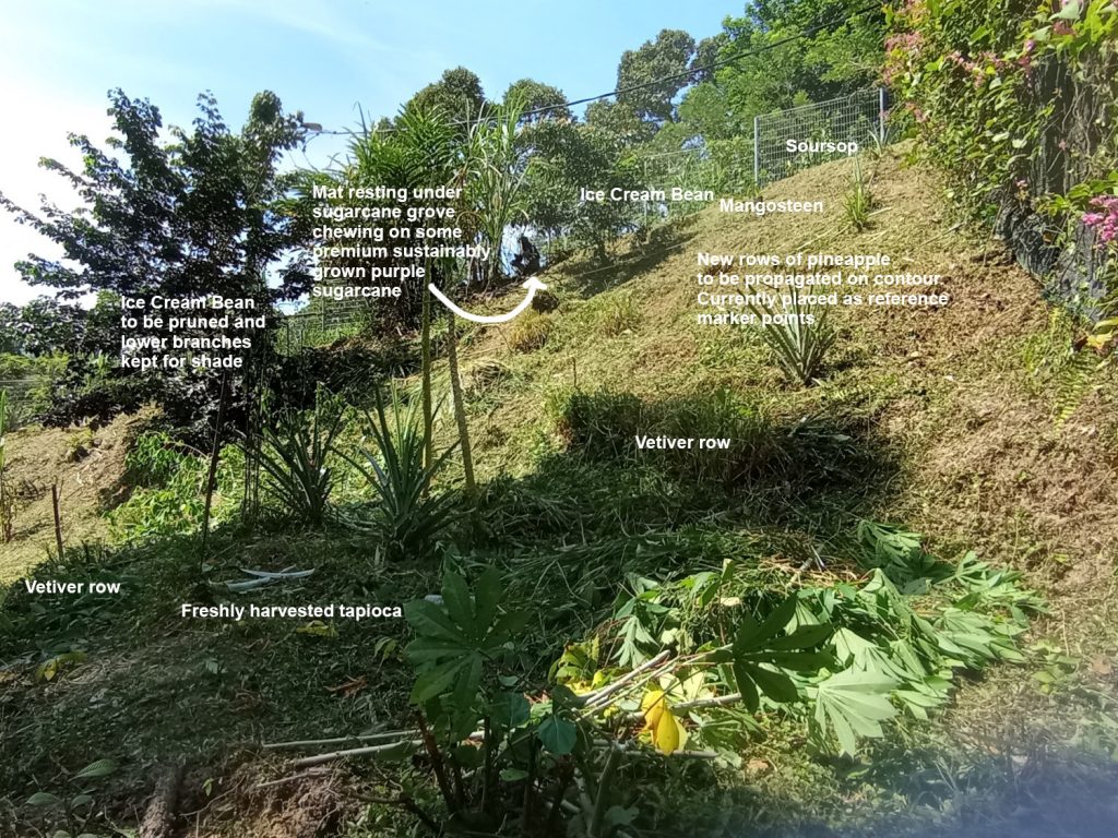 Working with nature by harnessing the natural energy flow: sun, nutrient and water; to produce food sustainably. Just as with the main feature photo above in this post, there's a lot going on here. At full maturity, nature should find its own balance and things would be running like clockwork. Most importantly is the underlying concept and system which must be hardcoded, upon which other elements are built.