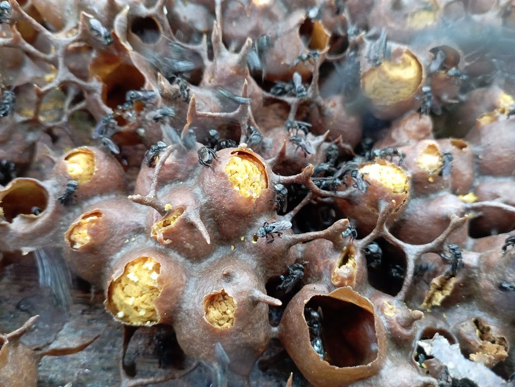 Kelulut stingless bee bread (pollen).