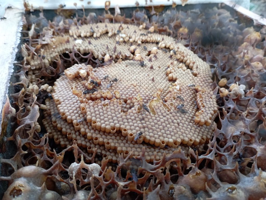 A very strong colony, ripe for transfer/splitting into a new colony once I get new boxes in.