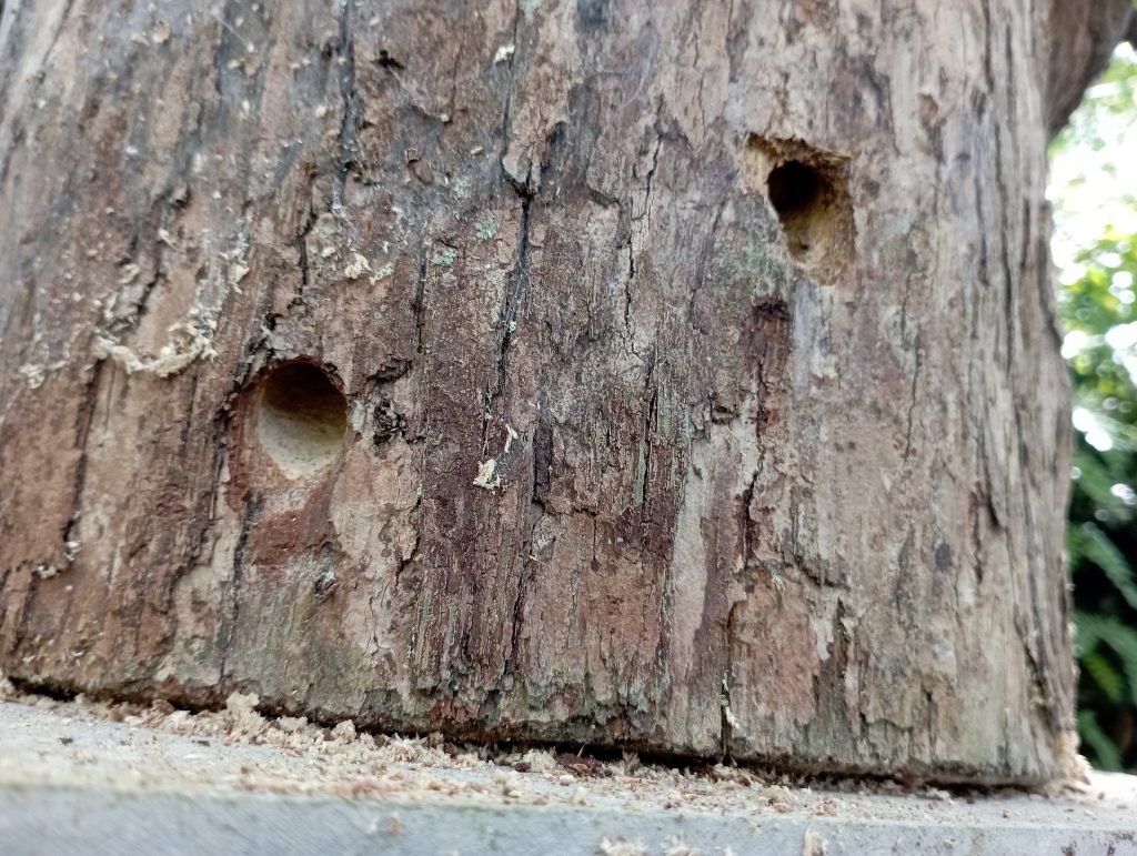 Grave oversight on my part for not checking properly; borer insects took refuge in the logs. Fortunately only 1 out of the 10 logs were affected.