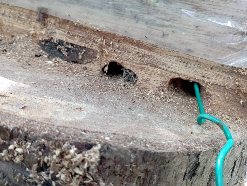 Before filling up/repairing the holes in the log, I got to flush out the insects first with a metal wire.