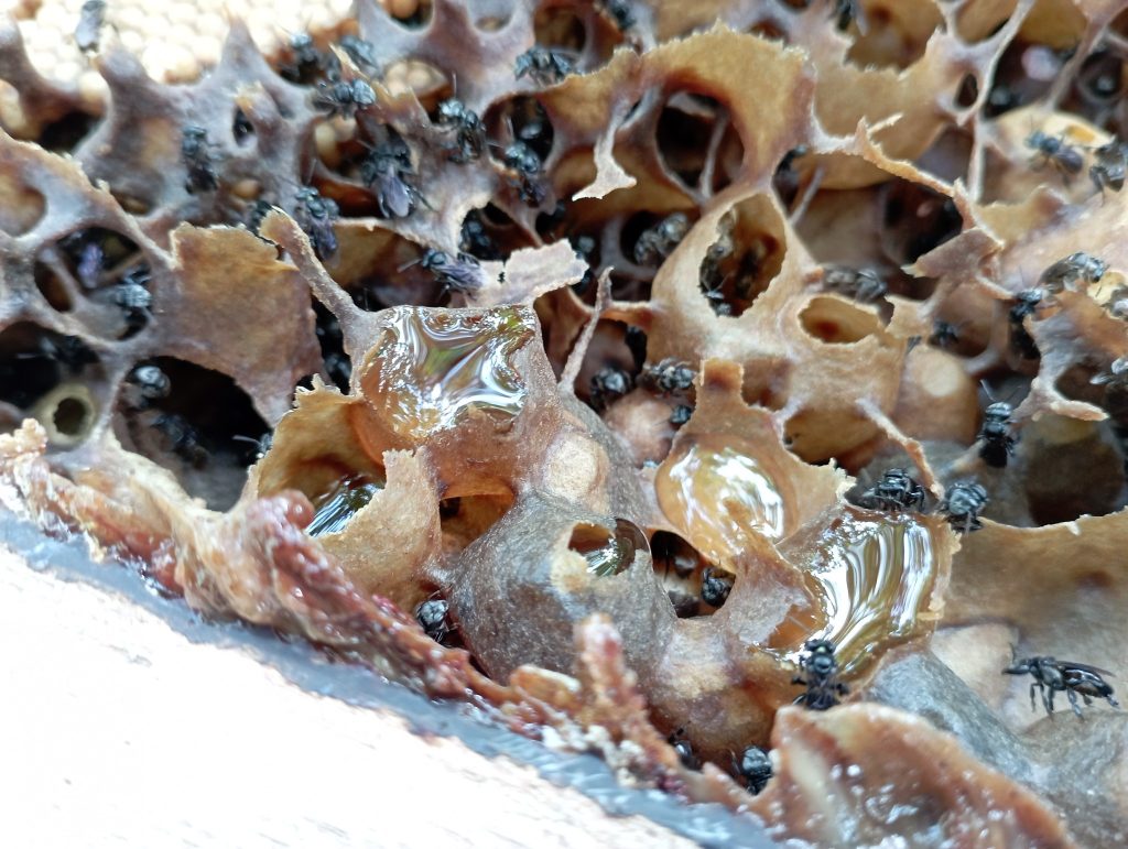 100% pure, raw and natural kelulut stingless bee honey in their pods made of propolis.