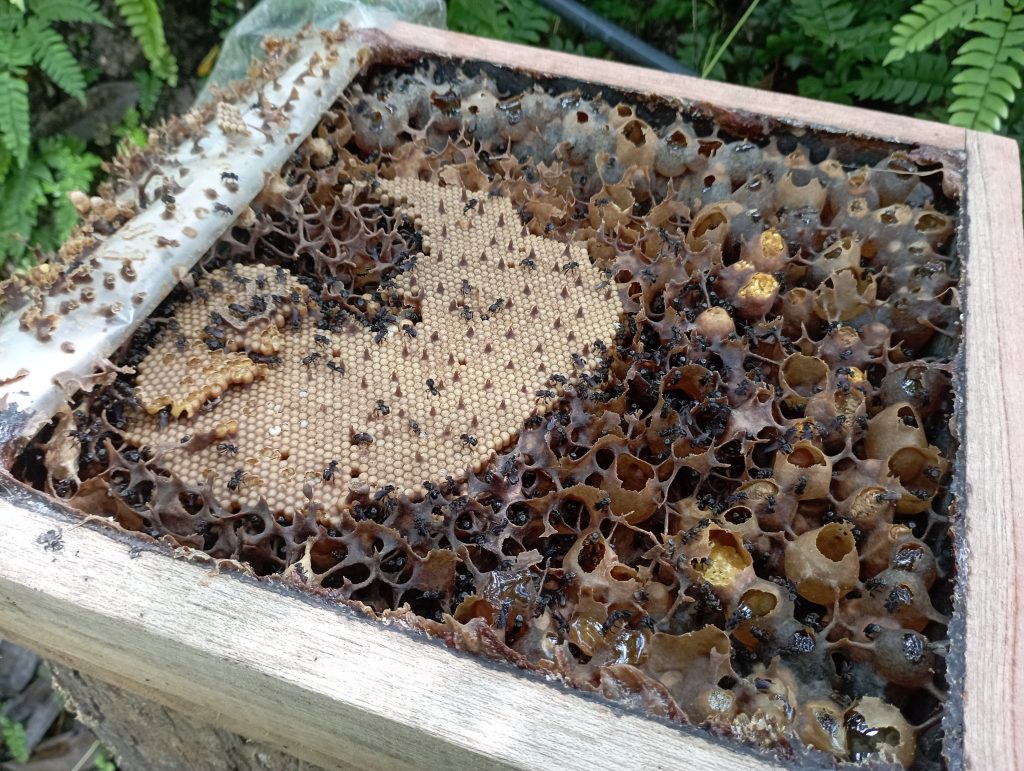 A strong colony ready for splitting. By now, the kelulut stingless bee honey would be well aged/matured.