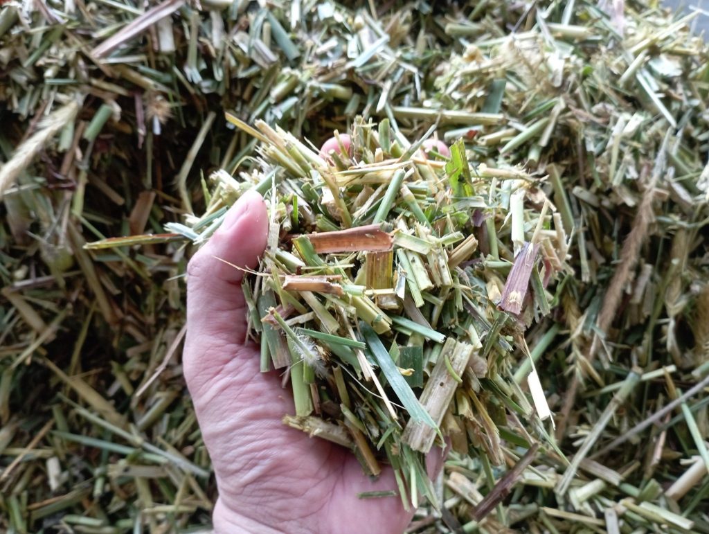 Hardy part of the napier stalks uneaten.