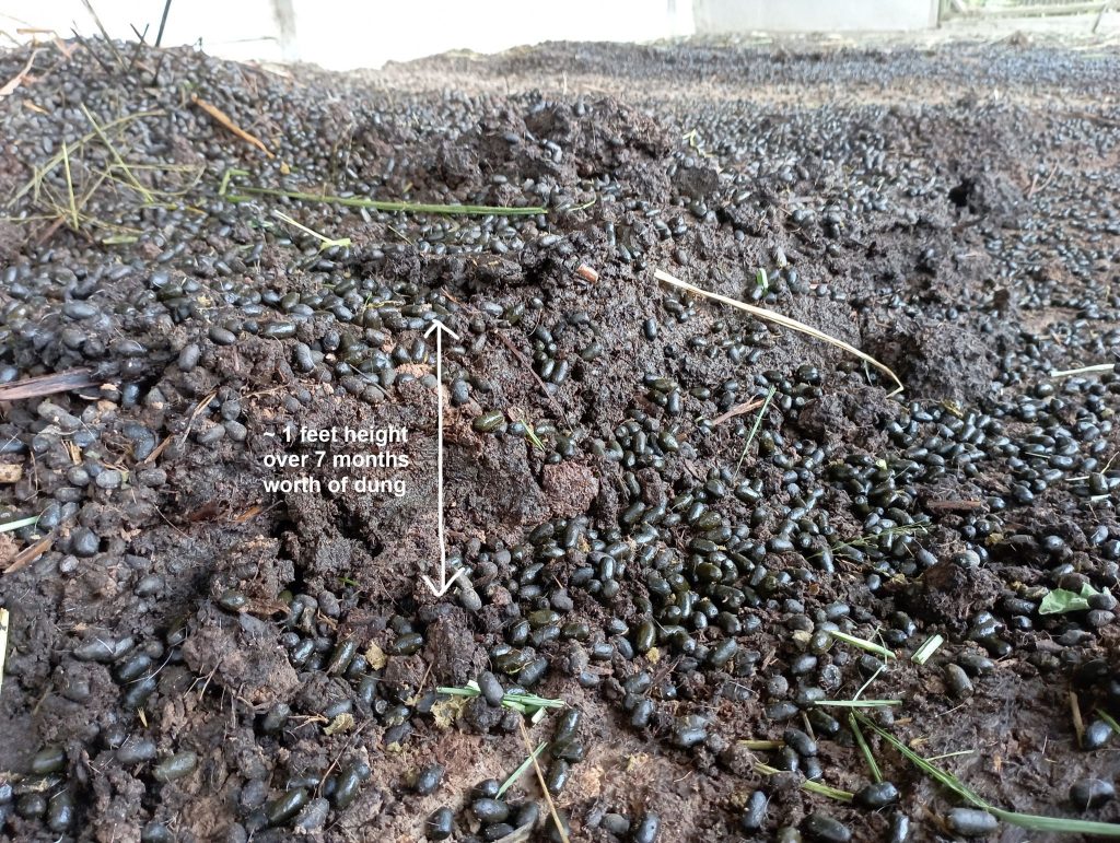 Admittedly, this speaks of a gross overlook on my part. A large section of this pile up is mashed together. This will be used for the farm instead of being sold. This has since been cleared and we're adhering to an SOP of twice weekly cleanings for now.