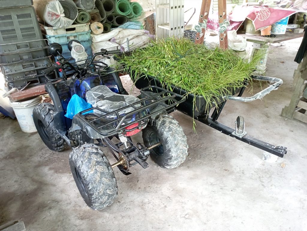 ATV came with a large wheel barrow for towing. Grass seen here are wild types.