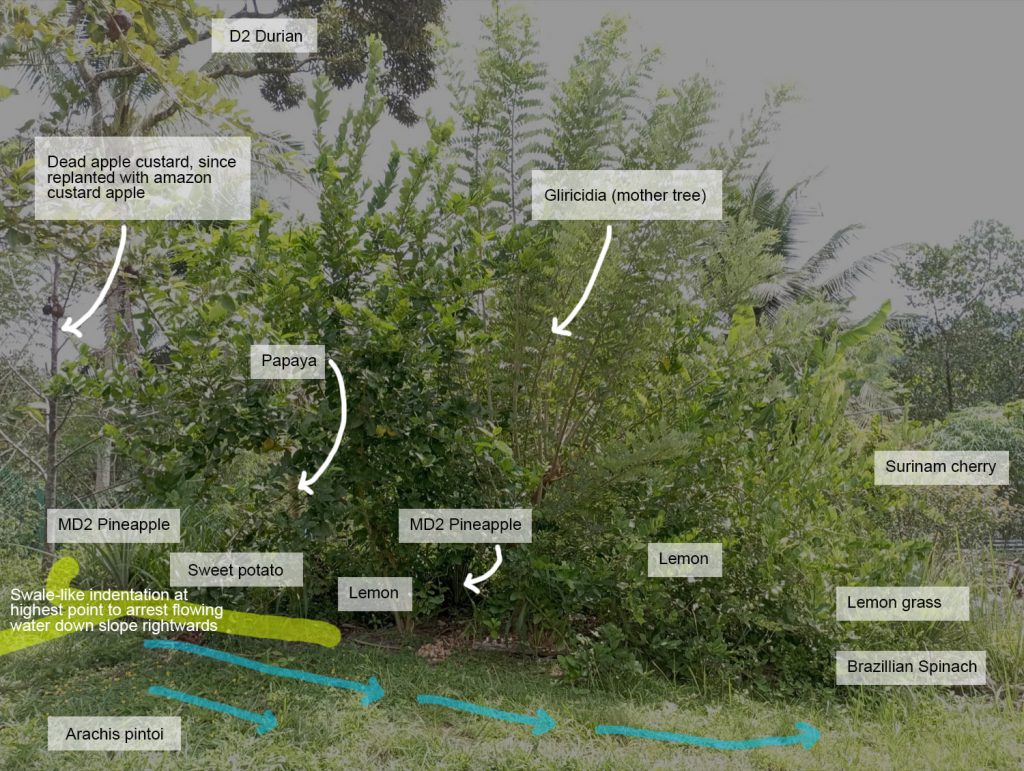 A brewing food forest in the making