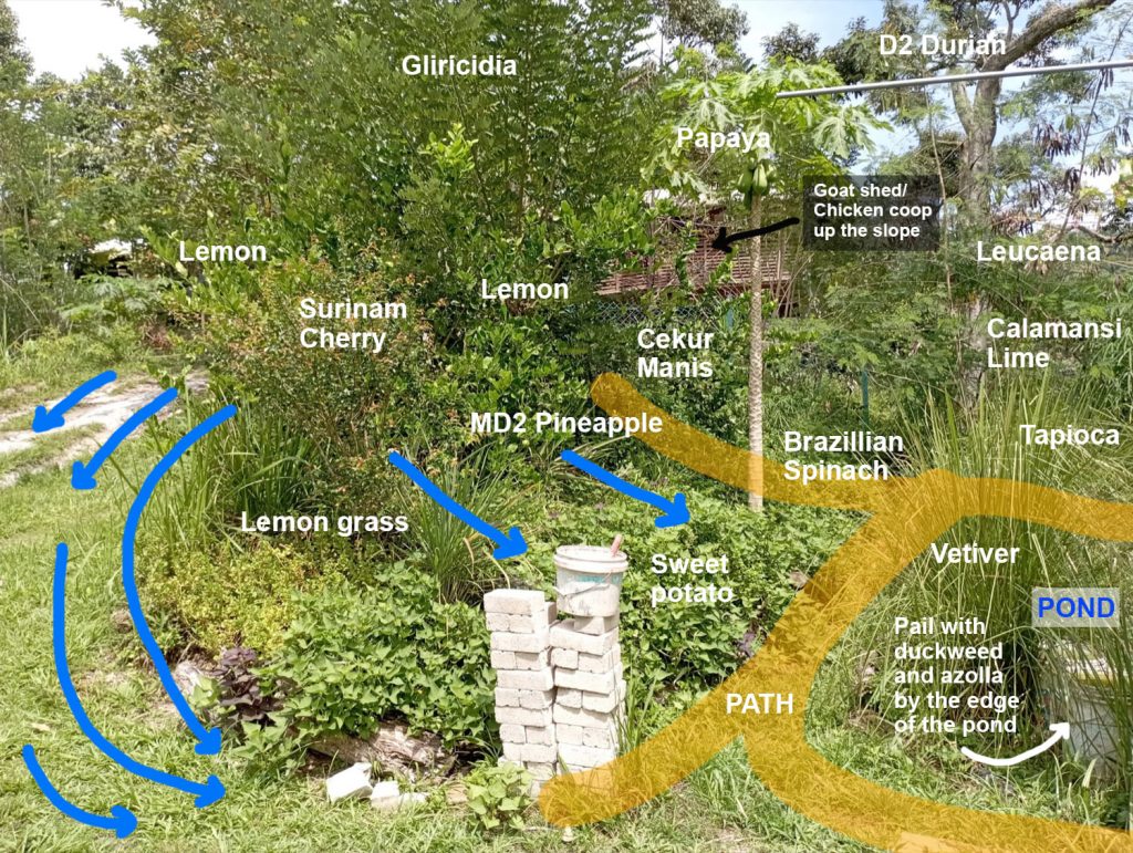 Food forest converging on a pond