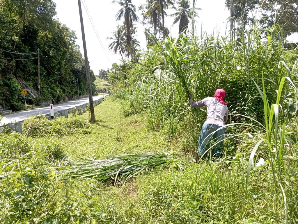 Fodder is best obtained 11 am onwards, when the sun is hottest and the day is dry to prevent parasites, insects or bugs from clinging to them, which may pose a hazard to the sensitive ruminant's stomach.