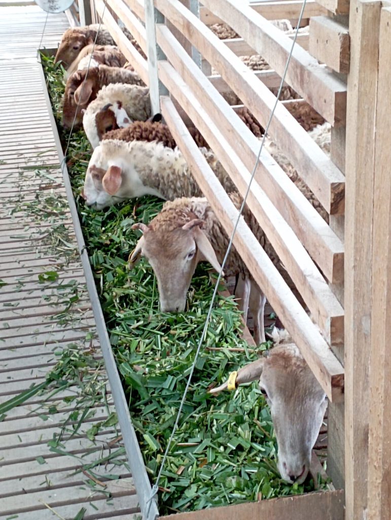 It always amazes me that super delicious lamb meat come from eating all those fibres!